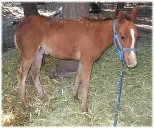 horse shelter