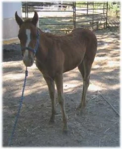 horse shelter