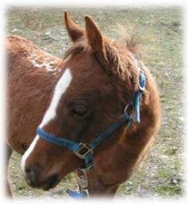 horse shelter