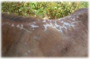 horse shelter