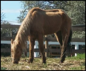 horse shelter