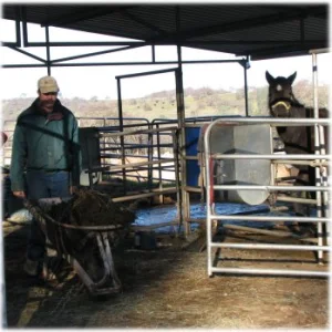 horse rescue