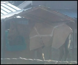 horse shelter