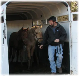 horse rescue