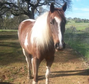 horse shelter