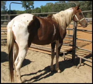 horse shelter
