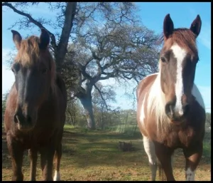 horse shelter