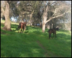 horse shelter