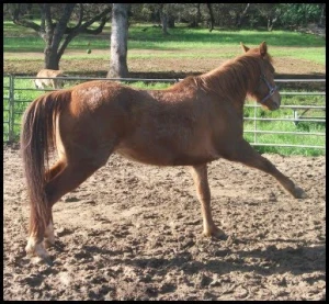 horse shelter