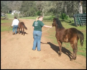 horse shelter
