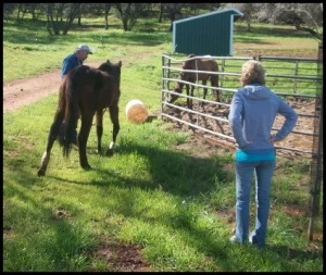horse shelter