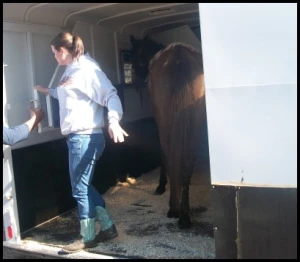 horse shelter