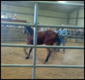 horse shelter