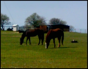 horse shelter