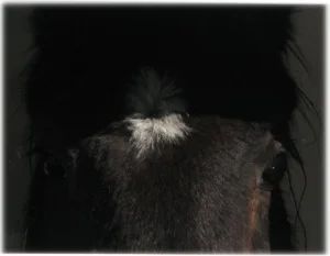 horse rescue