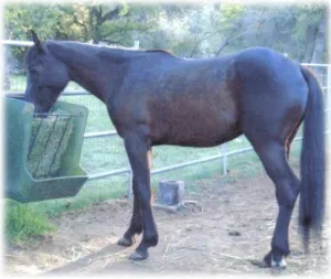 horse shelter