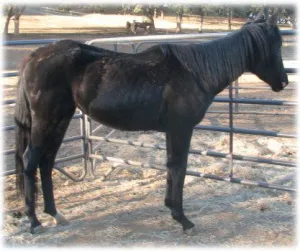 horse shelter