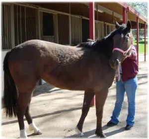 horse shelter