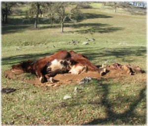 horse rescue