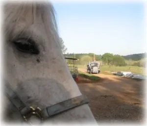 horse shelter