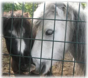 horse shelter