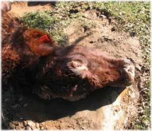 horse rescue