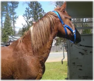 horse shelter
