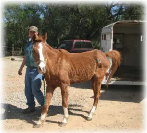 horse shelter