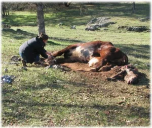 horse rescue