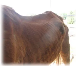 horse shelter