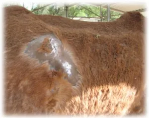 horse shelter