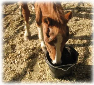 horse shelter