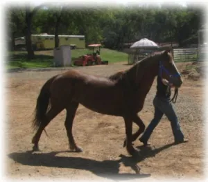 horse shelter
