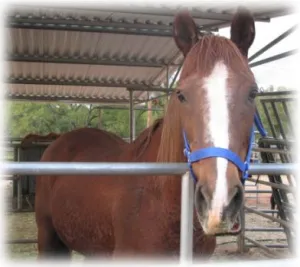horse shelter