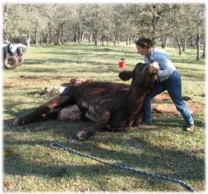 horse rescue