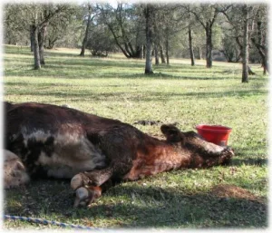 horse rescue