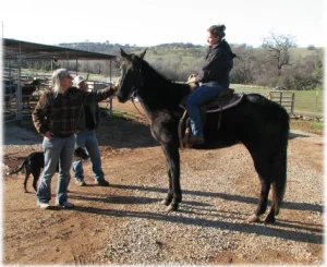 horse rescue