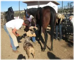 horse shelter