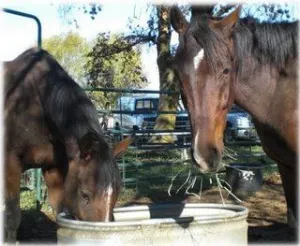 horse shelter