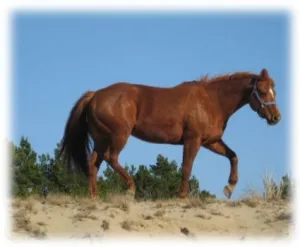 horse shelter