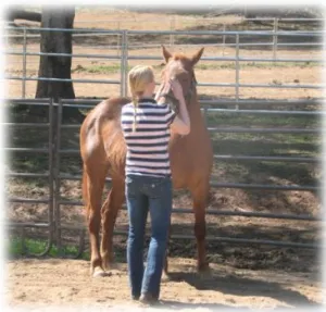 horse shelter