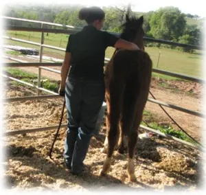 horse shelter