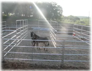 horse shelter