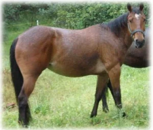 horse shelter