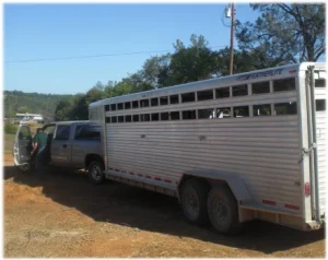 horse shelter