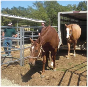 horse shelter
