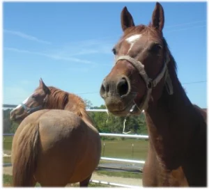 horse shelter