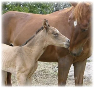 horse shelter