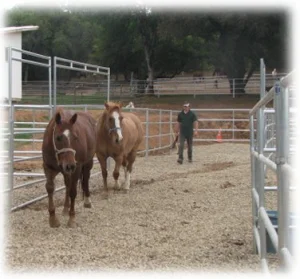 horse shelter
