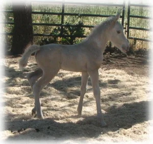 horse shelter